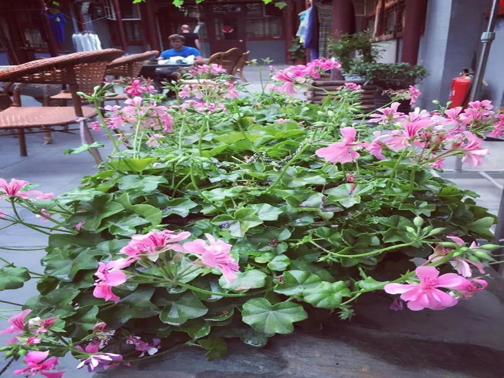 בייג'ינג Three Legged Frog Hostel מראה חיצוני תמונה