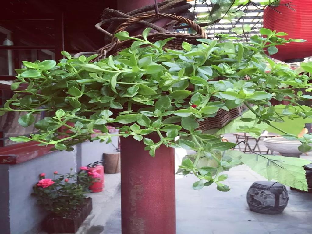 בייג'ינג Three Legged Frog Hostel מראה חיצוני תמונה